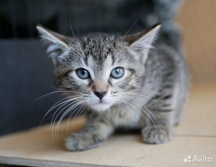 Котёнка ищет дом