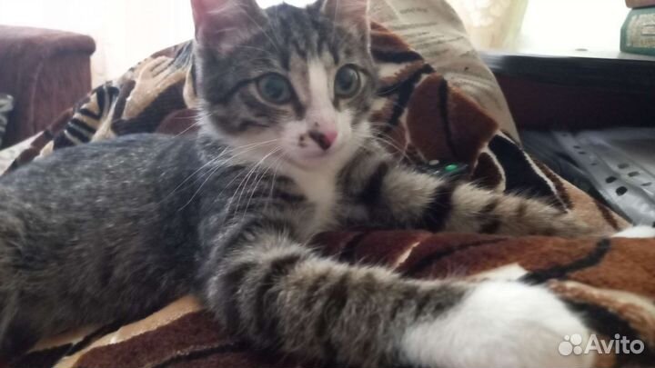 Кошка в дар бесплатно