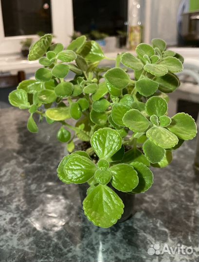 Плектрантус томентоза (комнатная мята)