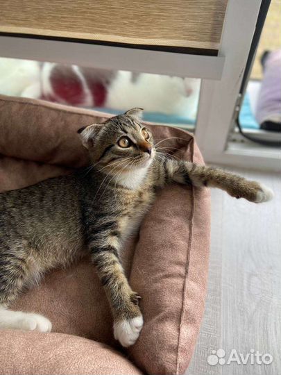Котенок