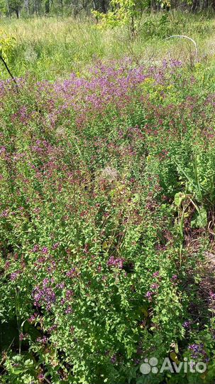 Сушеные травы