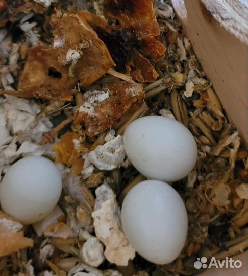 Амадины зебровые