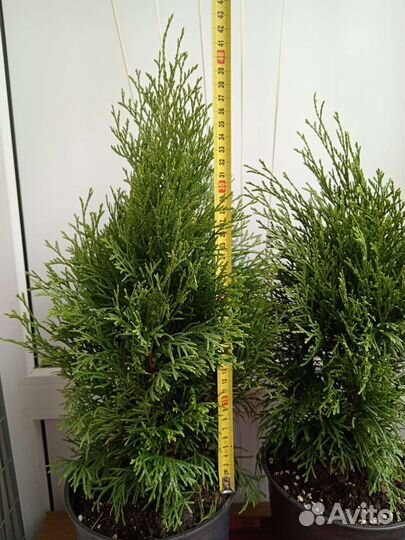 Туя западная Смарагт