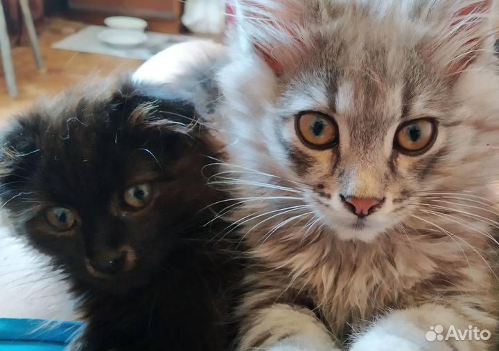 Отдам в добрые руки