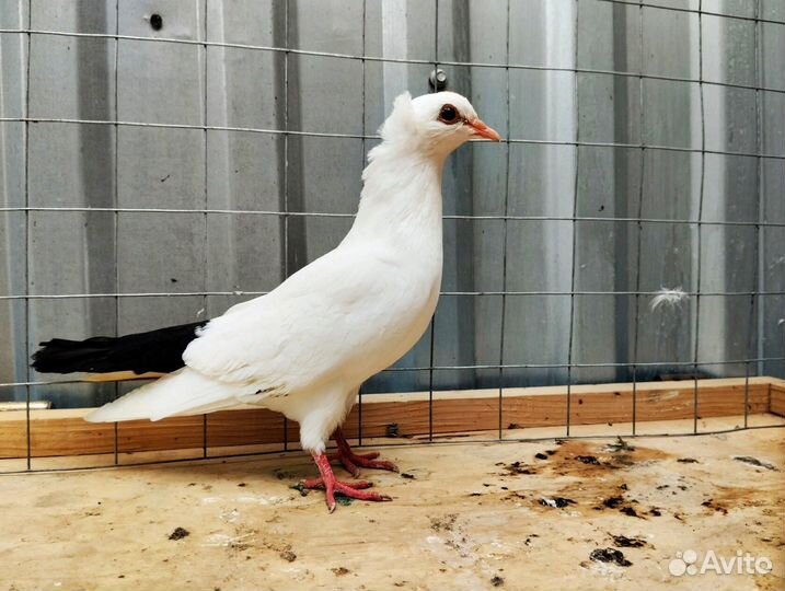 Голуби Чубатые чернохвостые