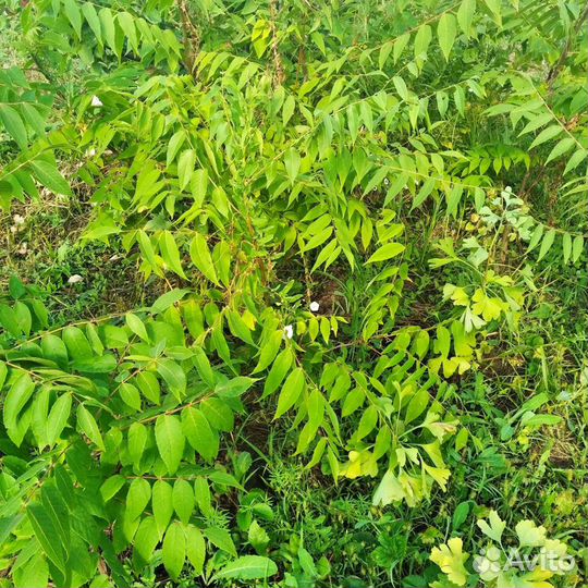 Черный на орех