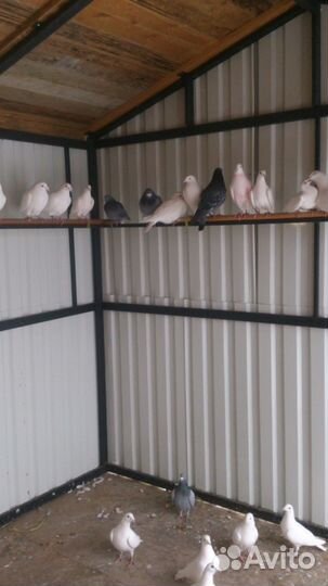 Почтовые голуби