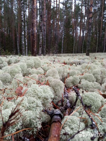 Мох ягель кг, литрами, метрами