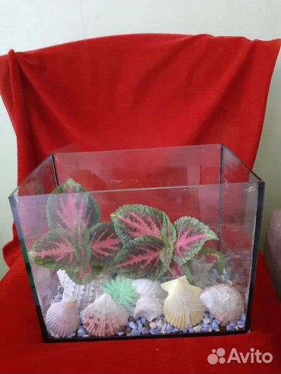 Аквариум