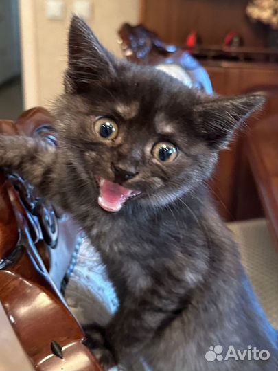 Забавная кошечка в добрые руки