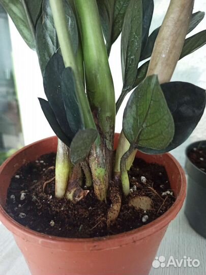 Замиокулькас черный равен