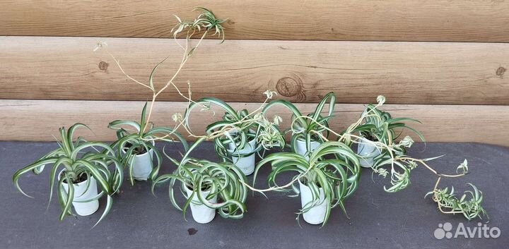 Хлорофитум кудрявый (Бонни)