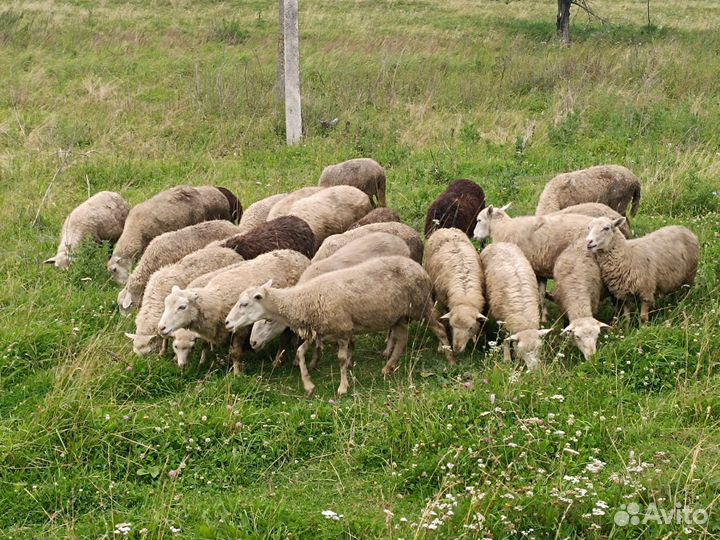 Ягнята- ярочки, барашки