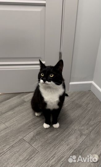 Кот Дали в добрые руки