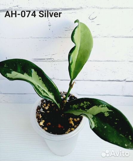 Хойи сортовые укорененные и на срез