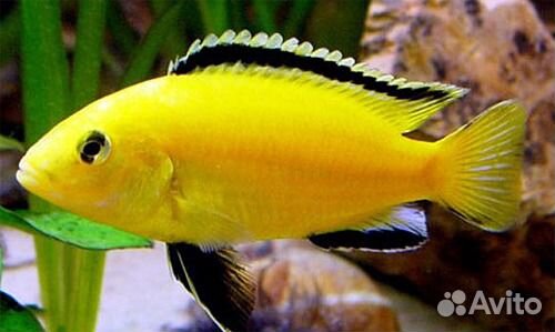 Аквариумные рыбки, цихлиды