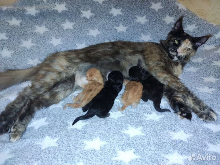 Котята мейн-кун