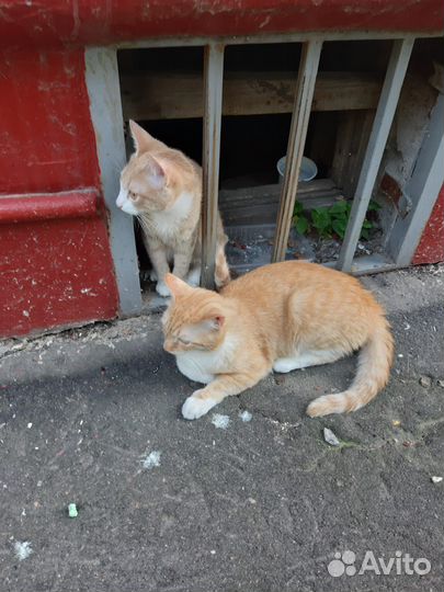 Рыжики пропадают