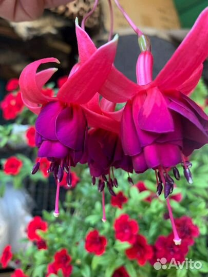 Фуксии махровые, сортовые