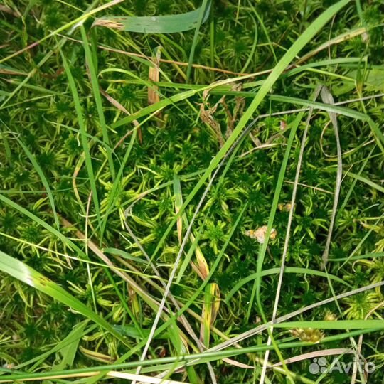 Мох сфагнум