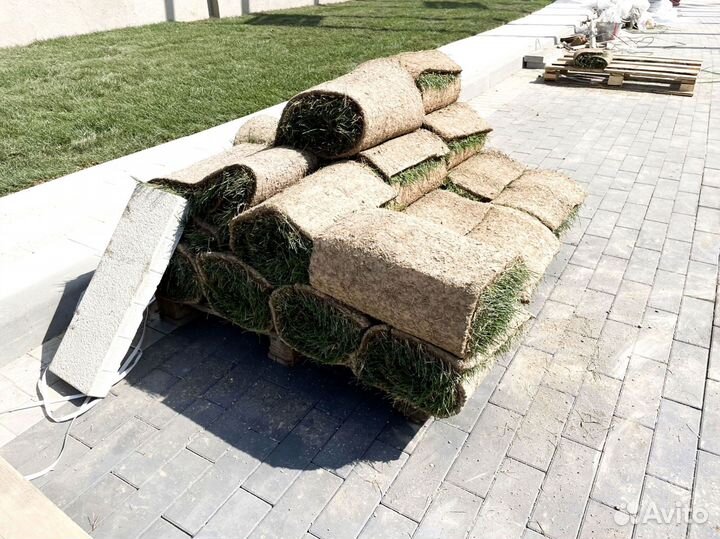 Газонная трава в рулонах от производителя