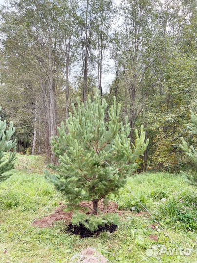 Сосна обыкновенная 280 см