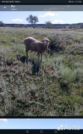 Овцы бараны