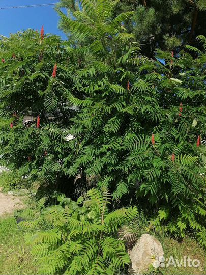 Сумах саженцы