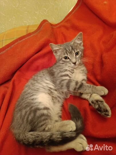 Кошки в добрые руки бесплатно