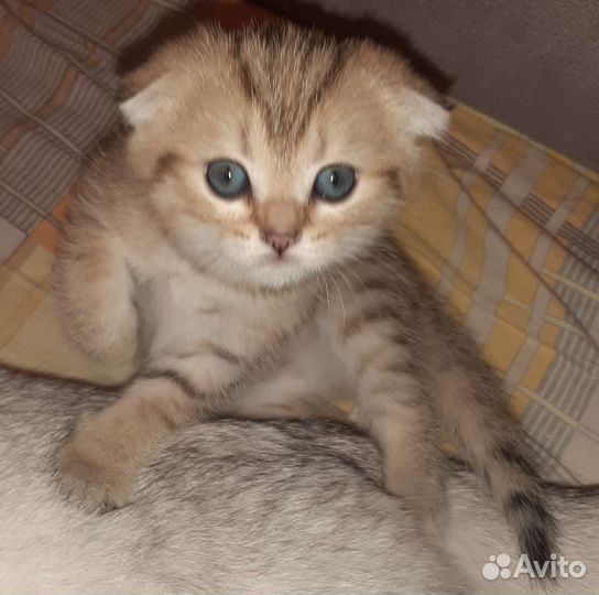 Шотландский вислоухийкотёнок