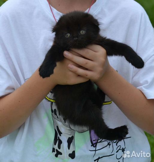 Британская вислоухая кошка