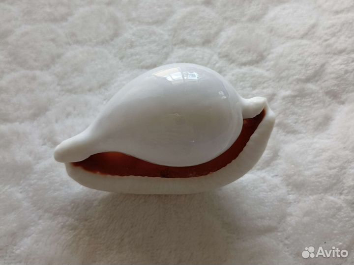 Раковина морская