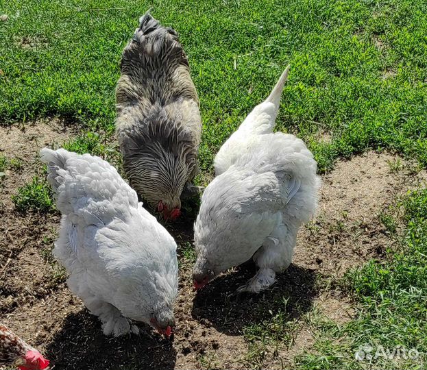 Семьи брама, легорн, несушка доминант