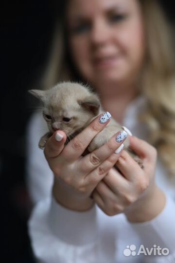 Бурманские клубные котята