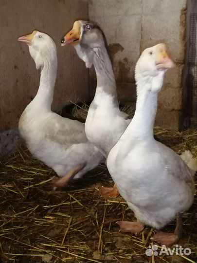 Холмогорские гуси на продажу