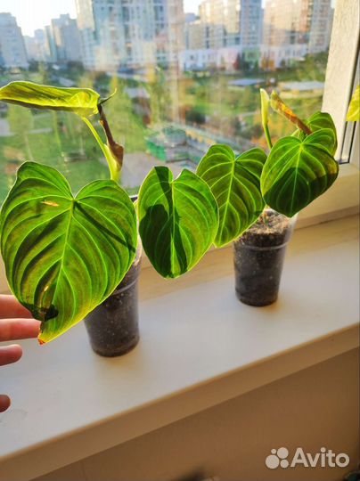 Филодендрон сплендид