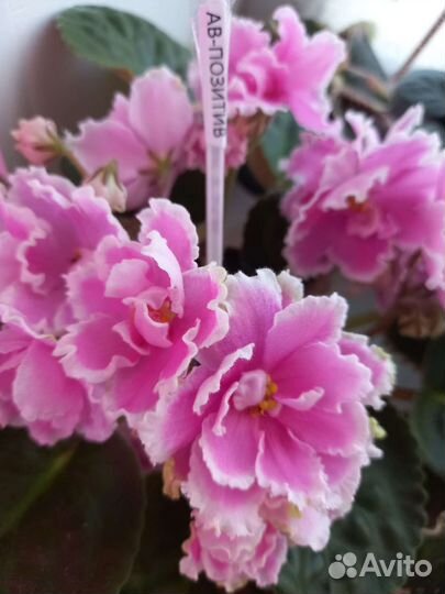 Сортовые фиалки