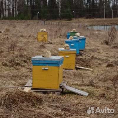 Продажа пчел и ульи
