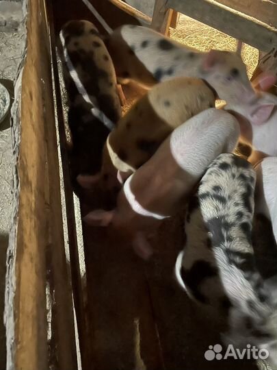 Поросята ландрас дюрок