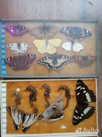 Засушенные бабочки