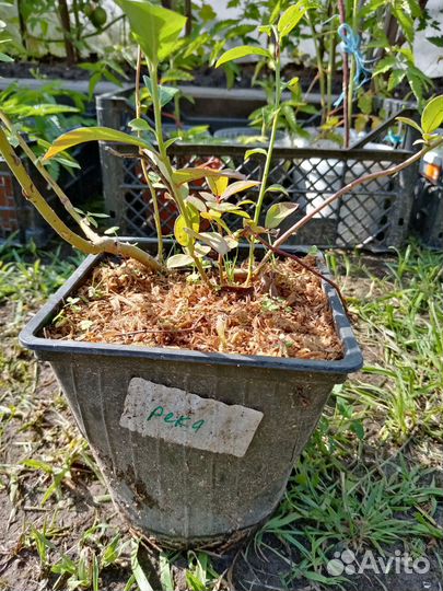 Тибетская малина, Японская айва, Голубика Река