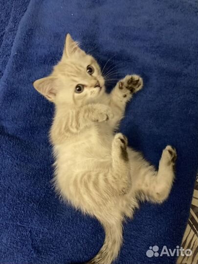 Жуткая тварь из темного леса