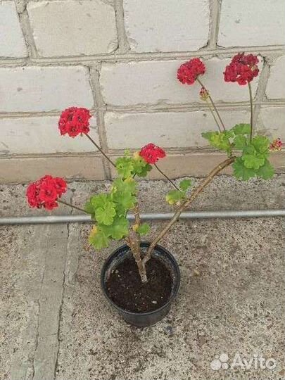 Цветущие цветы