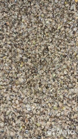 Конопляный жмых