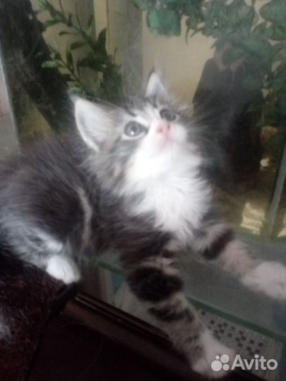 Маленькие пушистики