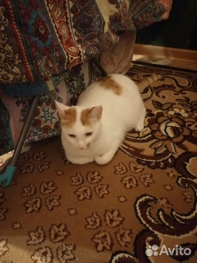 Кошке нужен дом