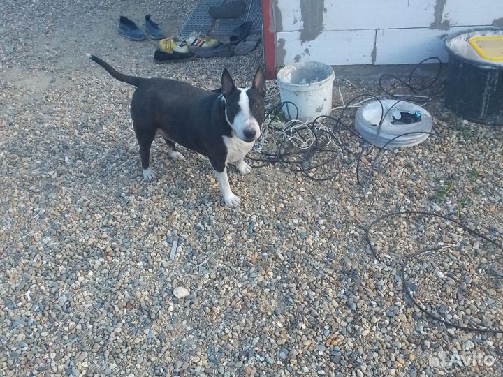 Бультерьер бесплатно