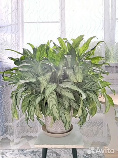 Комнатные растения