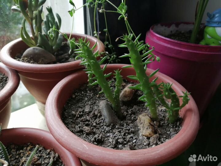 Кактусы и суккуленты