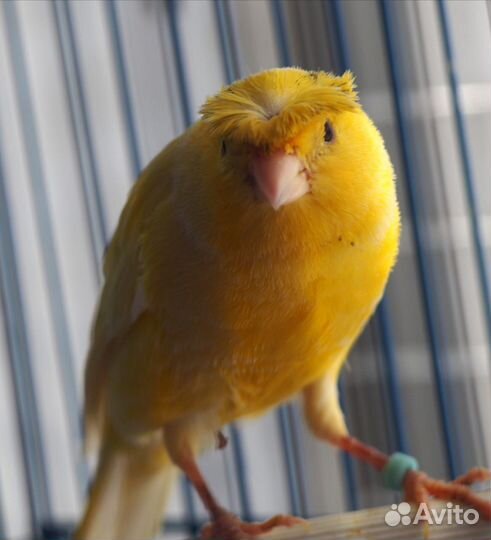 Кенар певчий